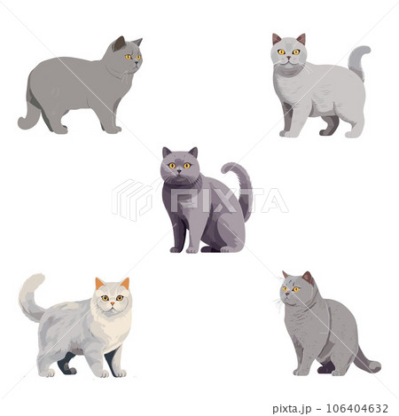 ねこ  ブリティッシュショートヘアーのイラスト5種 106404632