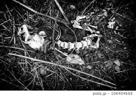 Dead cat bones 106404688