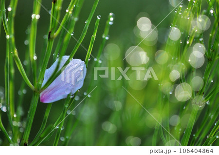 桜の花びらとスギナの朝露の輝き 106404864