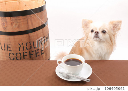 樽の横でコーヒーに夢中になるクリーム色のチワワ 106405061