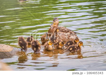 A family of ducks, a duck and its little ducklings are swimming in the water. The duck takes care of its newborn ducklings. Mallard, lat. Anas platyrhynchos A family of ducks, a duck and its little ducklings are swimming in the water. The duck takes care of its newborn ducklings. Mallard, lat. Anas platyrhynchos 106405343