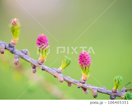 Larch tree fresh pink cones blossom at spring on nature background Larch tree fresh pink cones blossom at spring on nature background 106405351