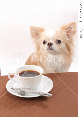 テーブルの上に置かれたコーヒーを目の前にお利口に座るチワワ テーブルの上に置かれたコーヒーを目の前にお利口に座るチワワ 106405372