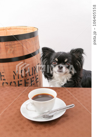 樽の横でコーヒータイムの黒いチワワ 樽の横でコーヒータイムの黒いチワワ 106405558
