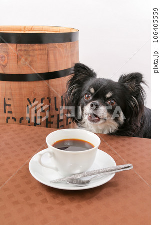 樽の横でコーヒータイムの黒いチワワ 106405559
