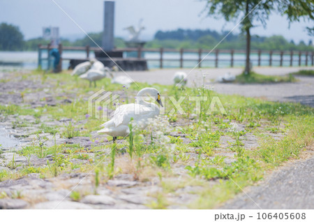 新潟　公園で歩く白鳥 106405608