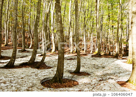 春のブナ林の風景 雪解けの根開け ブナの雪根開き 残雪の森林 春の訪れ 自然現象 春のブナ林の風景 雪解けの根開け ブナの雪根開き 残雪の森林 春の訪れ 自然現象 106406047