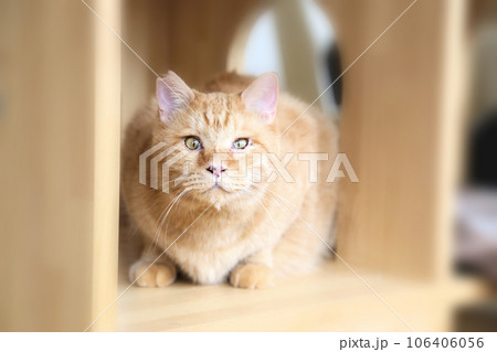 可愛い猫、野良猫の保護猫さん 106406056