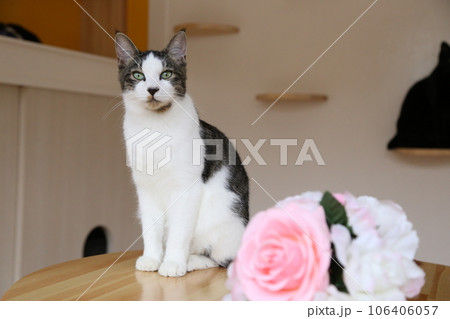 可愛い猫、野良猫の保護猫さん 可愛い猫、野良猫の保護猫さん 106406057