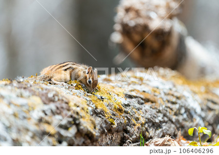 倒木の上で匂いを嗅ぎながら餌を探すエゾシマリス 106406296
