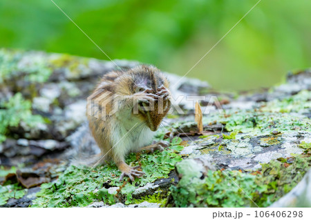 倒木の上で頭を抱え込むエゾシマリス 106406298