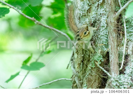 木の上で周りを見るエゾシマリス 106406301
