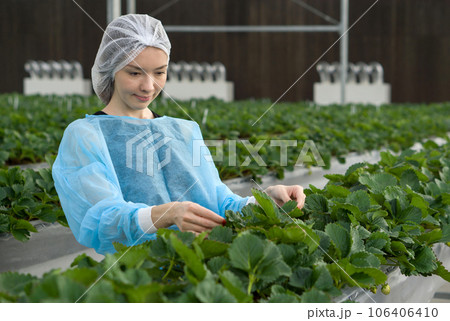 Indoor agriculture, berry harvest. A diligent woman working in indoor strawberries farm amidst the lush greenery of a greenhouse. 106406410