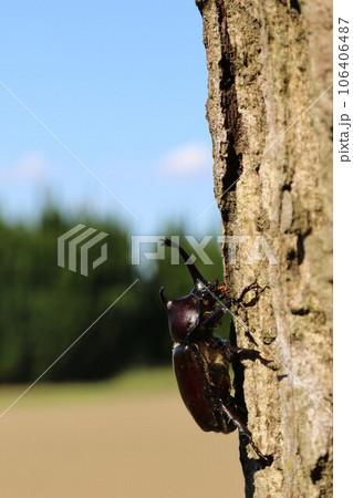 ゆずの里毛呂山町の里山に生息するカブトムシの生態写真 106406487