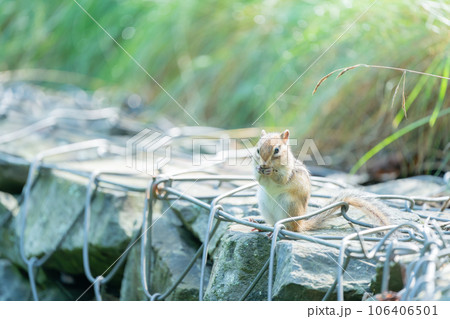 朝日を浴びながら餌を食べるエゾシマリス 106406501
