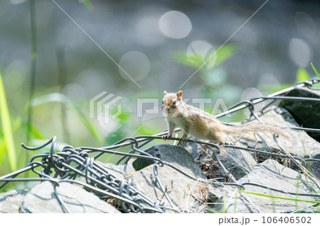 朝は浴びて輝く小川近くで立ち止まるエゾシマリス 106406502