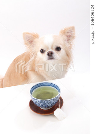 白いテーブルの上に置かれた緑茶とクリーム色のチワワ 白いテーブルの上に置かれた緑茶とクリーム色のチワワ 106406524