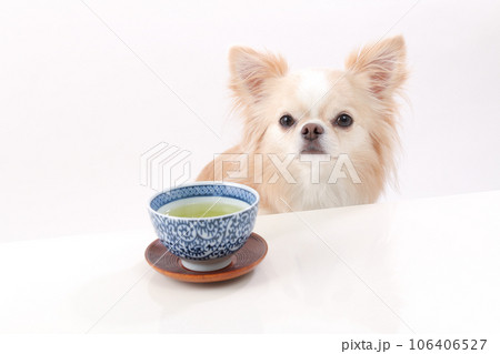 白いテーブルの上に置かれた緑茶とクリーム色のチワワ 白いテーブルの上に置かれた緑茶とクリーム色のチワワ 106406527