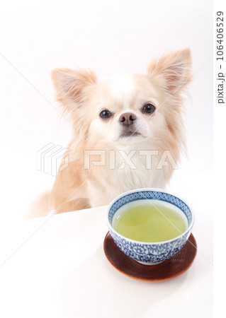 白いテーブルの上に置かれた緑茶とクリーム色のチワワ 106406529