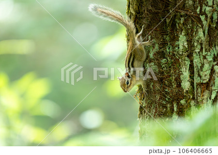 木に止まるエゾシマリス 106406665