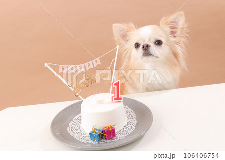 犬用お誕生日ケーキでお祝いをするクリーム色のチワワ 犬用お誕生日ケーキでお祝いをするクリーム色のチワワ 106406754