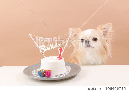 犬用お誕生日ケーキでお祝いをするクリーム色のチワワ 犬用お誕生日ケーキでお祝いをするクリーム色のチワワ 106406756