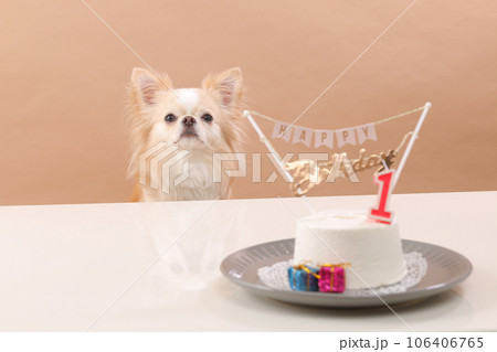 犬用お誕生日ケーキでお祝いをするクリーム色のチワワ 犬用お誕生日ケーキでお祝いをするクリーム色のチワワ 106406765