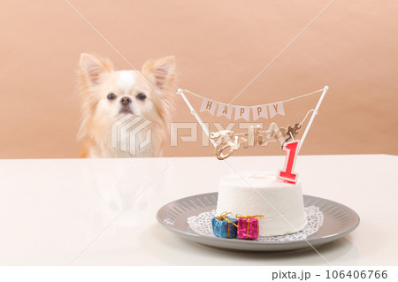 犬用お誕生日ケーキでお祝いをするクリーム色のチワワ 犬用お誕生日ケーキでお祝いをするクリーム色のチワワ 106406766