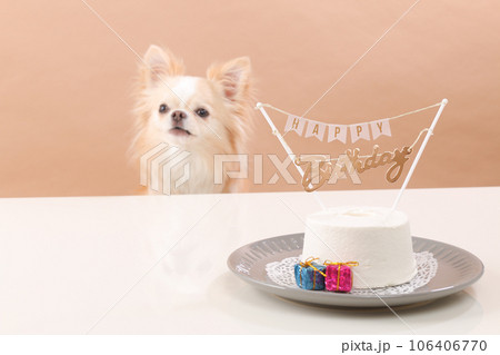 犬用お誕生日ケーキでお祝いをするクリーム色のチワワ 犬用お誕生日ケーキでお祝いをするクリーム色のチワワ 106406770