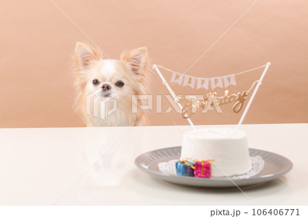 犬用お誕生日ケーキでお祝いをするクリーム色のチワワ 犬用お誕生日ケーキでお祝いをするクリーム色のチワワ 106406771
