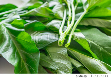 茎に空洞がある野菜　空心菜 106406844
