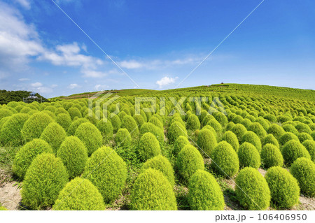 夏のひたち海浜公園　青々としたたくさんのコキア　茨城県ひたちなか市 106406950