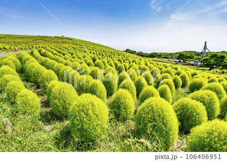 夏のひたち海浜公園　青々としたたくさんのコキア　茨城県ひたちなか市 106406951