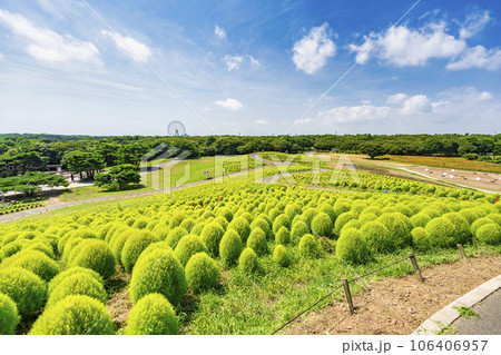 夏のひたち海浜公園 青々としたたくさんのコキア 茨城県ひたちなか市 夏のひたち海浜公園 青々としたたくさんのコキア 茨城県ひたちなか市 106406957