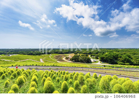 夏のひたち海浜公園　青々としたたくさんのコキア　茨城県ひたちなか市 106406968