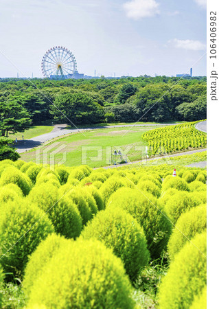 夏のひたち海浜公園　青々としたたくさんのコキア　茨城県ひたちなか市 106406982
