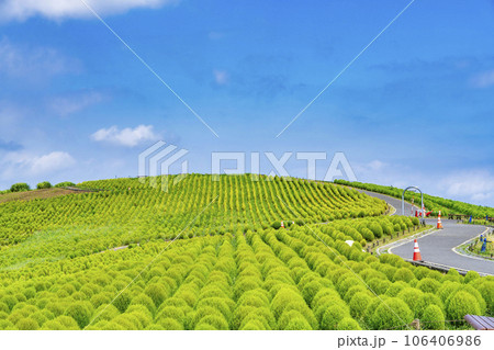 夏のひたち海浜公園 青々としたたくさんのコキア 茨城県ひたちなか市 夏のひたち海浜公園 青々としたたくさんのコキア 茨城県ひたちなか市 106406986