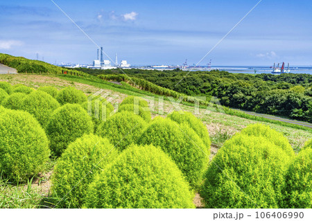 夏のひたち海浜公園　青々としたたくさんのコキア　茨城県ひたちなか市 106406990