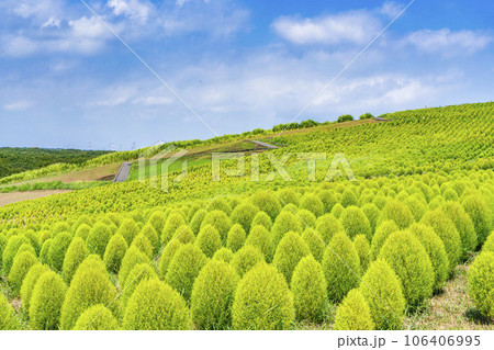 夏のひたち海浜公園　青々としたたくさんのコキア　茨城県ひたちなか市 106406995