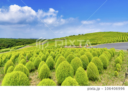 夏のひたち海浜公園　青々としたたくさんのコキア　茨城県ひたちなか市 106406996