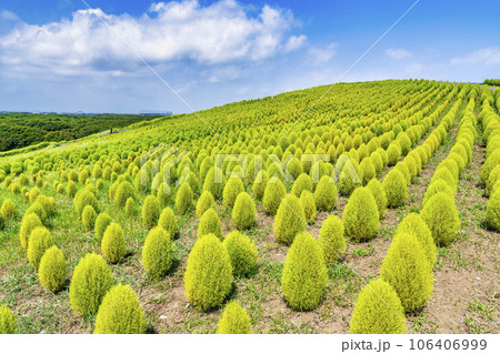 夏のひたち海浜公園　青々としたたくさんのコキア　茨城県ひたちなか市 106406999