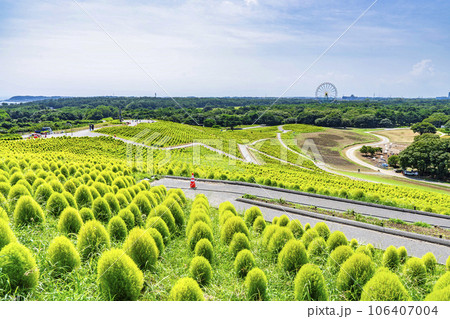 夏のひたち海浜公園　青々としたたくさんのコキア　茨城県ひたちなか市 106407004