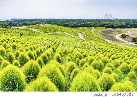 夏のひたち海浜公園　青々としたたくさんのコキア　茨城県ひたちなか市 106407005
