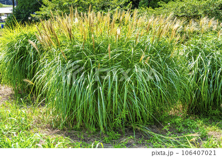 夏のひたちなか海浜公園 パンパスグラス 茨城県ひたちなか市 夏のひたちなか海浜公園 パンパスグラス 茨城県ひたちなか市 106407021
