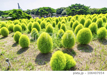 夏のひたち海浜公園 青々としたたくさんのコキア 茨城県ひたちなか市 夏のひたち海浜公園 青々としたたくさんのコキア 茨城県ひたちなか市 106407054