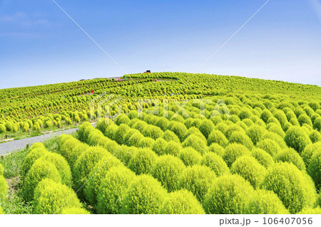 夏のひたち海浜公園 青々としたたくさんのコキア 茨城県ひたちなか市 夏のひたち海浜公園 青々としたたくさんのコキア 茨城県ひたちなか市 106407056