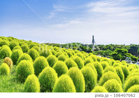夏のひたち海浜公園 青々としたたくさんのコキア 茨城県ひたちなか市 夏のひたち海浜公園 青々としたたくさんのコキア 茨城県ひたちなか市 106407062