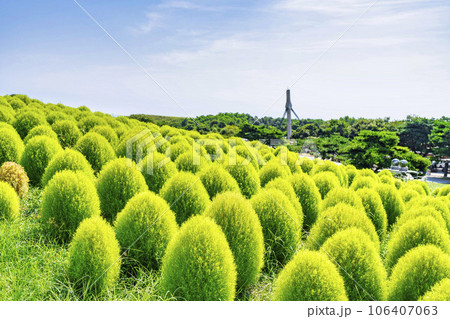 夏のひたち海浜公園　青々としたたくさんのコキア　茨城県ひたちなか市 106407063
