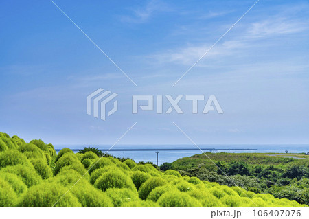 夏のひたち海浜公園　青々としたたくさんのコキア　茨城県ひたちなか市 106407076