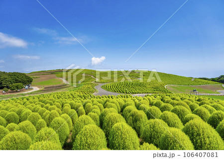 夏のひたち海浜公園 青々としたたくさんのコキア 茨城県ひたちなか市 夏のひたち海浜公園 青々としたたくさんのコキア 茨城県ひたちなか市 106407081